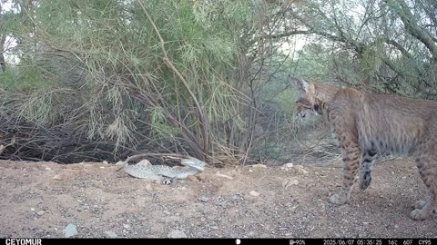 Bobcat Confronts a Diamondback Rattlesnake