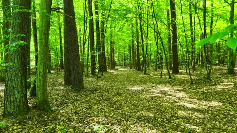 Spring Forest; Birdsong, Silence, and Deep Relaxation