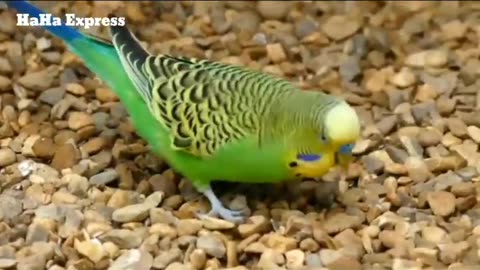 try-not-to-laugh--funny-animals-2025---hilarious-pets-compilation