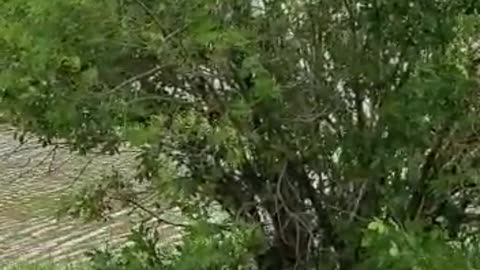 police looking for trucker on flooded freeway o