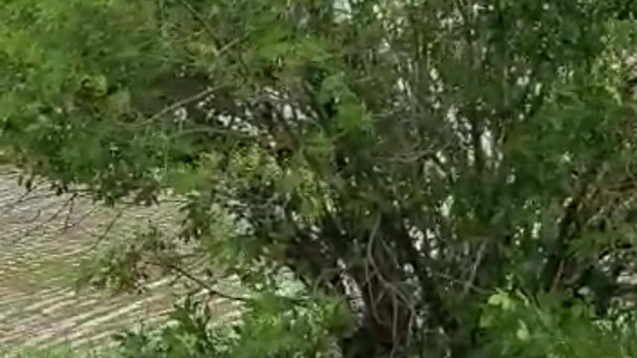 police looking for trucker on flooded freeway o