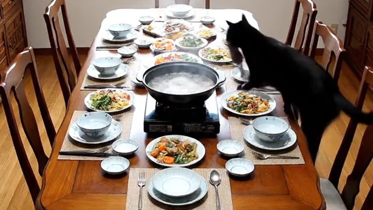 The cat caught