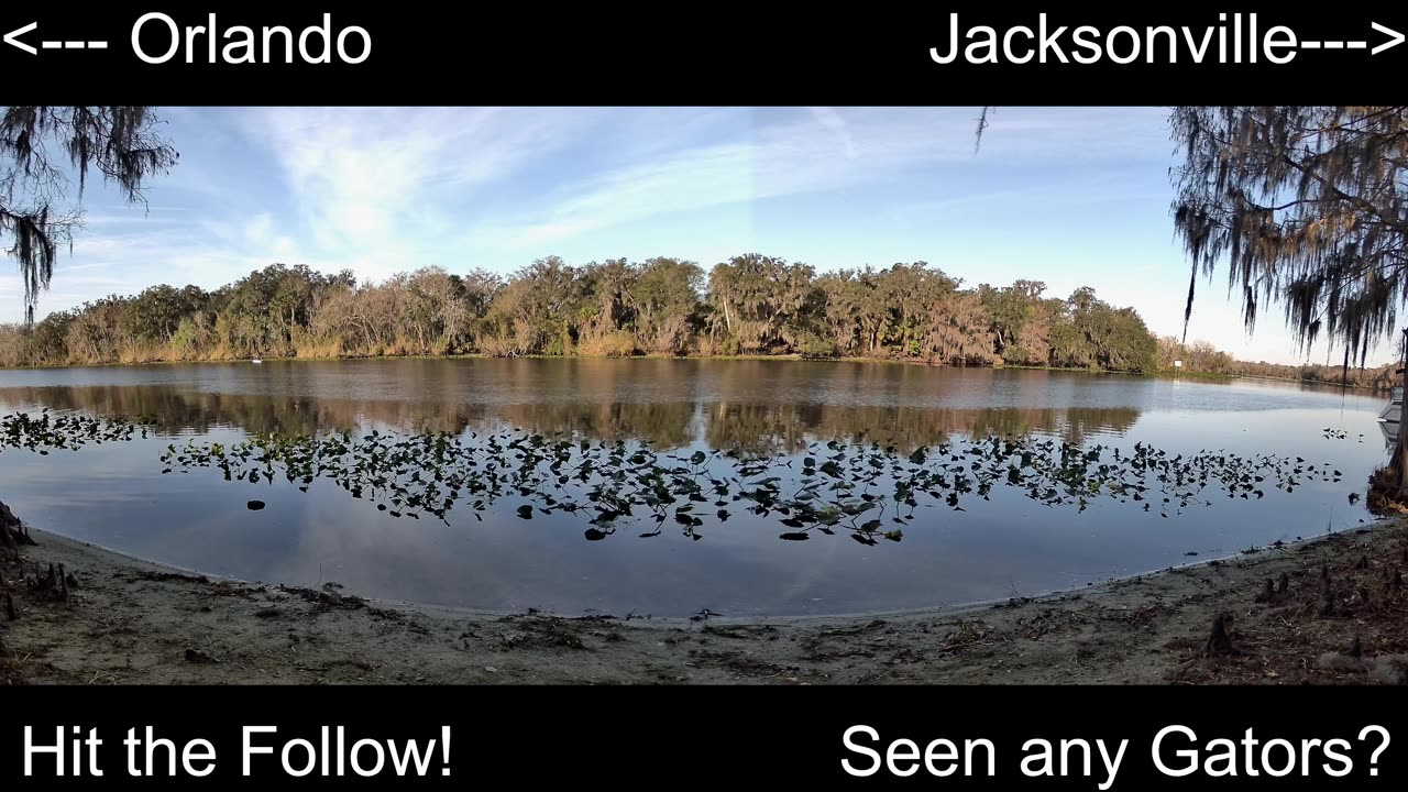 4K Live St. Johns River Cam: Florida Alligators & Wildlife 🐊🌿