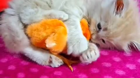 Dog's Comedy Videos 🤣 so cute videos 😍 funny videos in puppies comedy scenes 😂