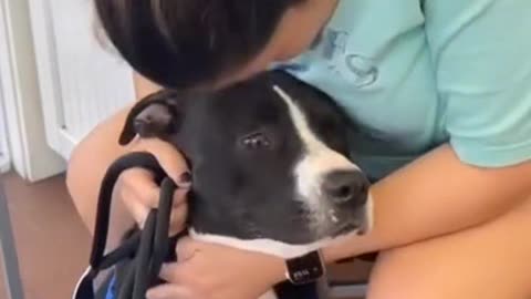 Adopting dog