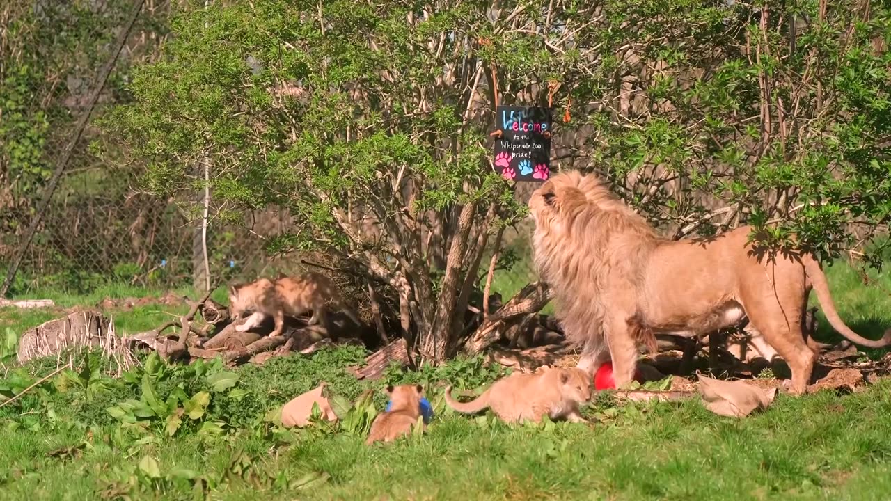 Rare North African lion cubs play at Whipsnade Zoo in England