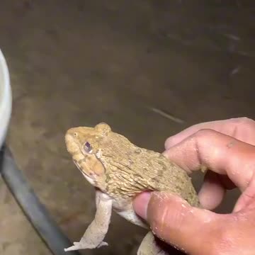 Funny frogs Catching | Wep wep catching frogs funny | boing catch frogs make you laugh