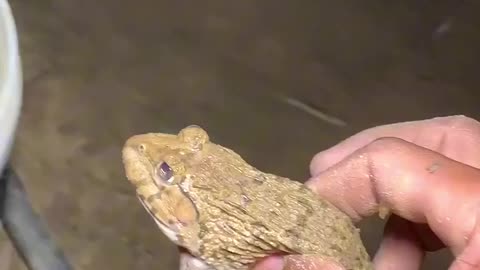 Funny frogs Catching | Wep wep catching frogs funny | boing catch frogs make you laugh
