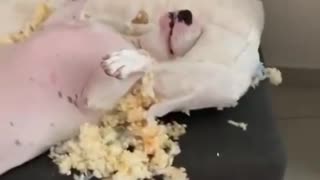 Satisfied