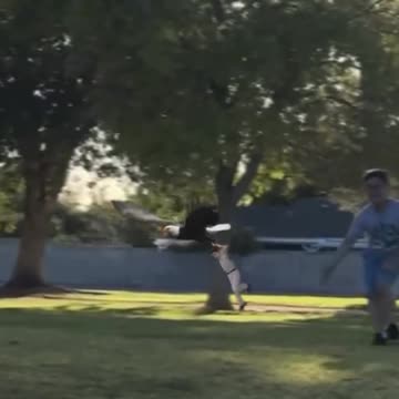 Eagle Attacks Boy in Tehran 😳🥲