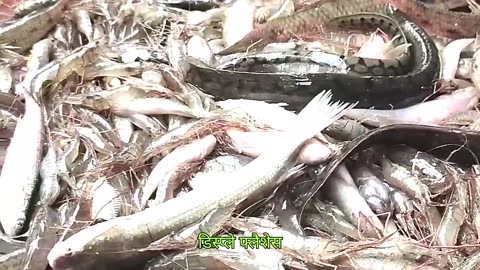 Fish are biding on the riverbank