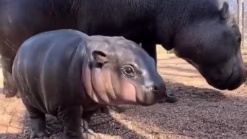 Look at this baby hippo yawning 🥹