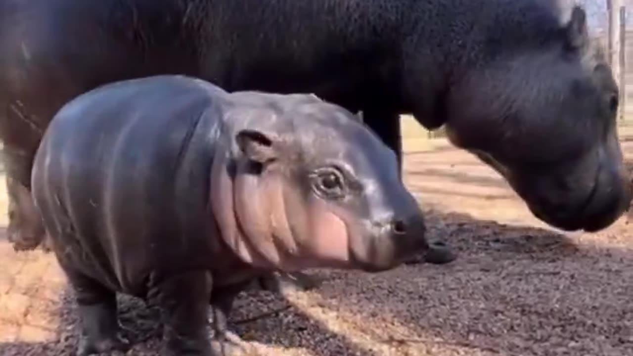 Look at this baby hippo yawning 🥹