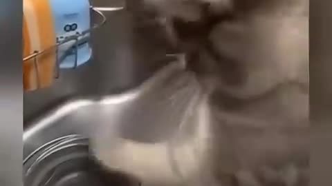 funniest-kitten-moments--funny-cats-and-dogs-videos--part-46