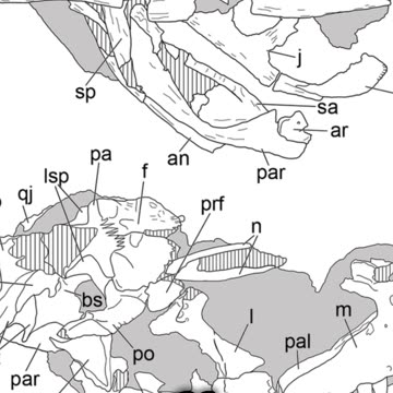 Yuanmouraptor: China’s Jurassic Robber