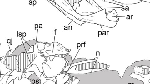 Yuanmouraptor: China’s Jurassic Robber