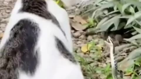 animal comedy