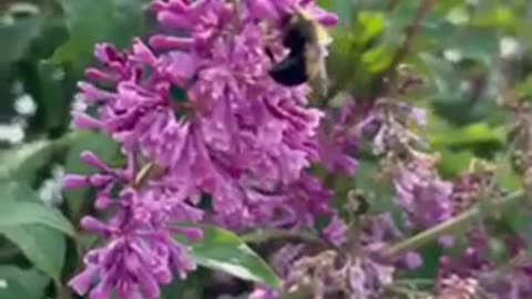 #shorts #bumblebee and #lilac 🌴 #plants #fragrance #summer #flowers