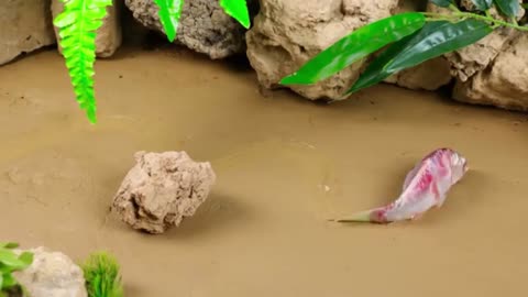 Frog Experiment in Stop Motion - Bizarre ASMR Science