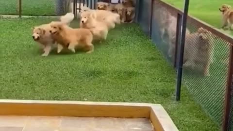 Dogs Playpit