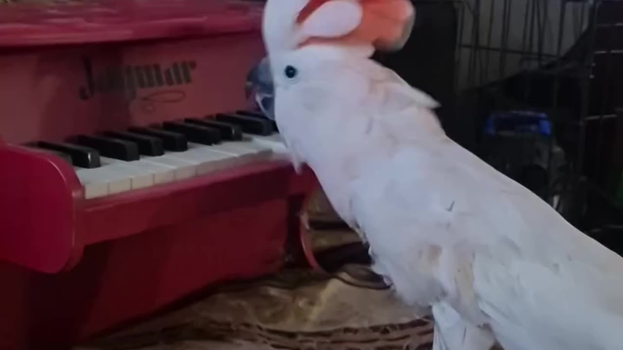 parrot plays piano 😂