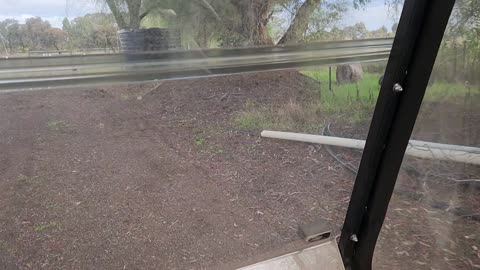 Golf Buggy Ride-Lalalty NSW