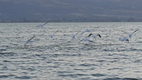 Nature’s Ballet – Ducks Glide Over Water | 4K Scenic View