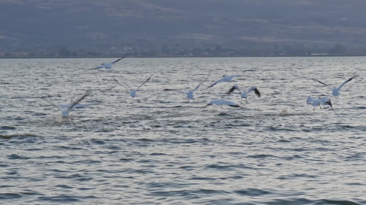 Nature’s Ballet – Ducks Glide Over Water | 4K Scenic View