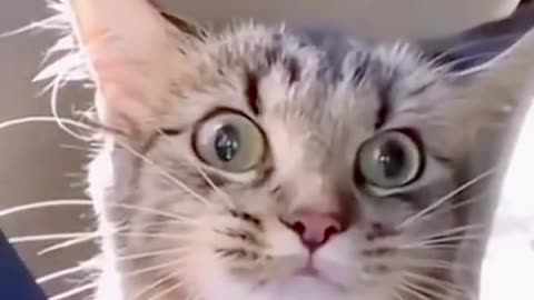 Animals Funny Video Clip 6