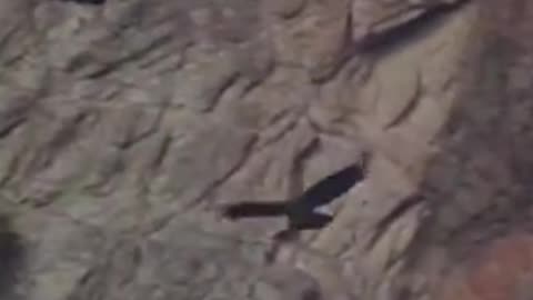 condor