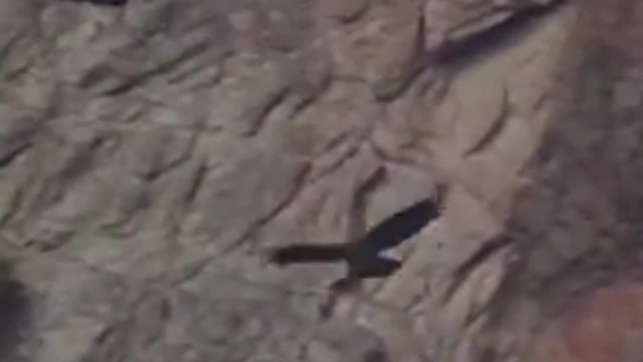 condor