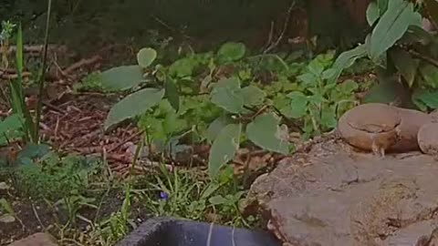 The rat came out of the hole for a tasty dinner 🐀😋😋