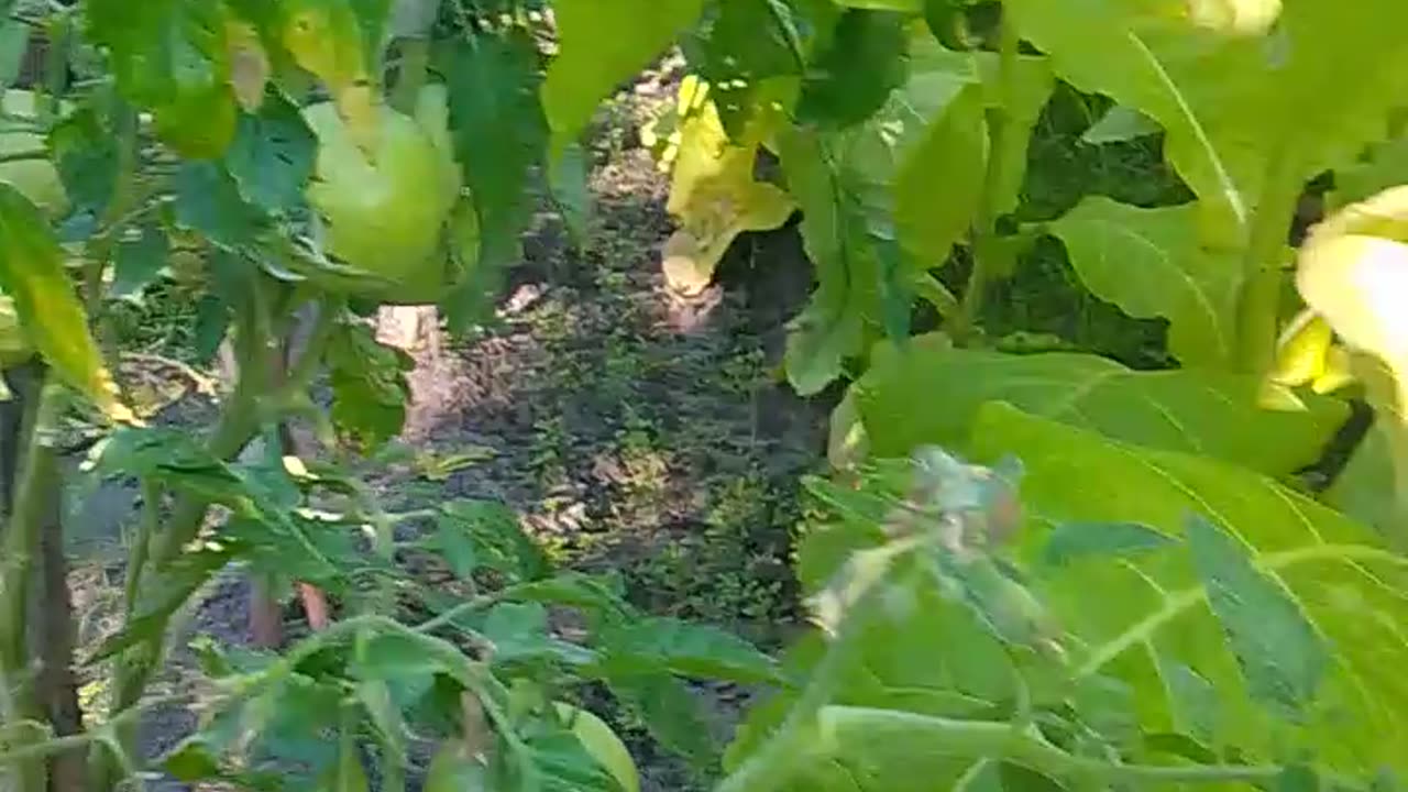 voisinage_vicinity_соседство