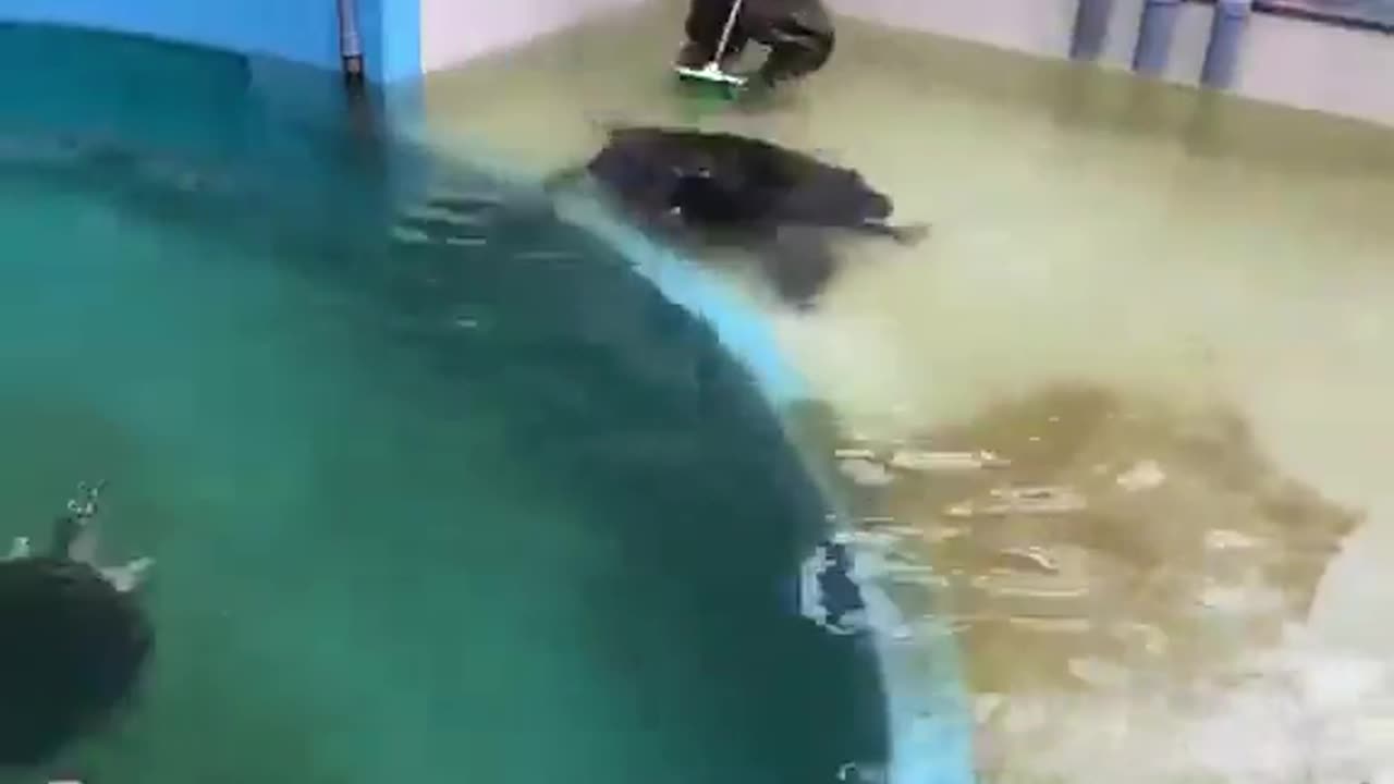 😂🐢 Turtle's Shell Cleaning Shenanigans! | FunFM