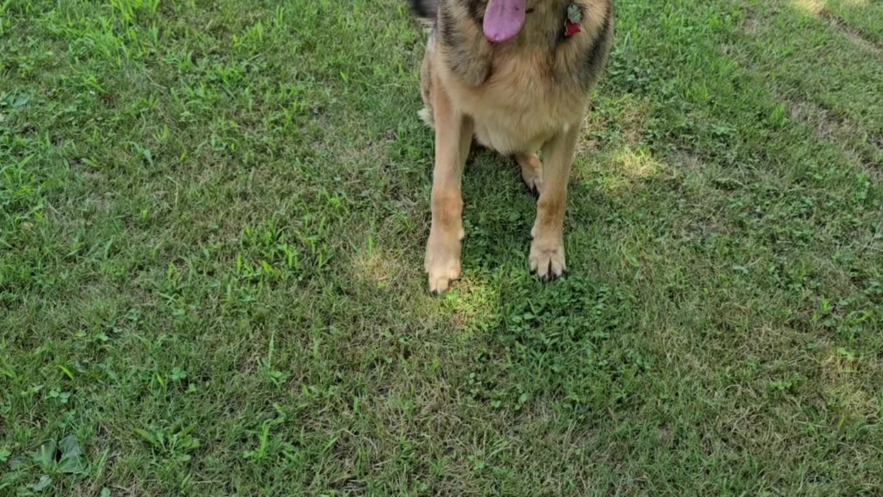 Virgil german shepherd.