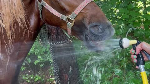 Horse Catching Water From the Hose