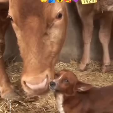 Това е истинска любов