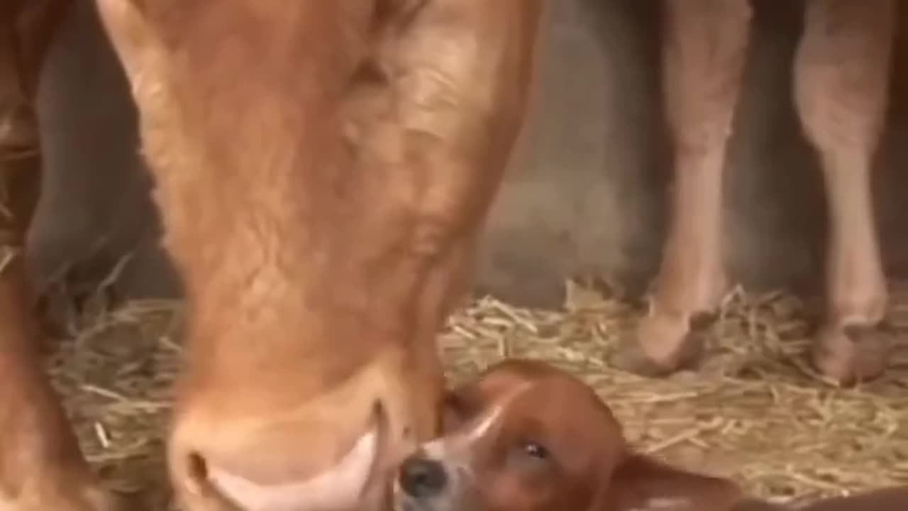 Това е истинска любов