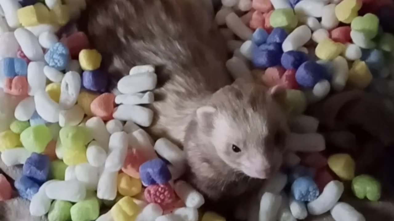 Random Ferret fun!