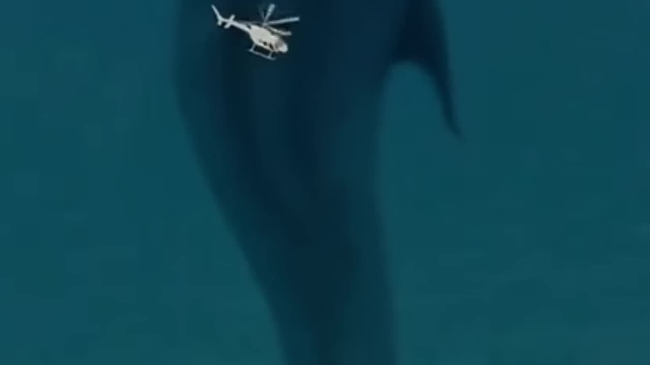 scary sharks