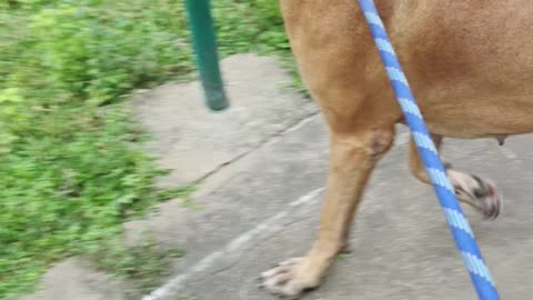 Play With My Dog