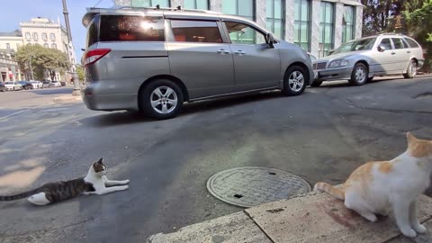 Leaf Hunters & Sidewalk Lovers: A Street Cat Romance