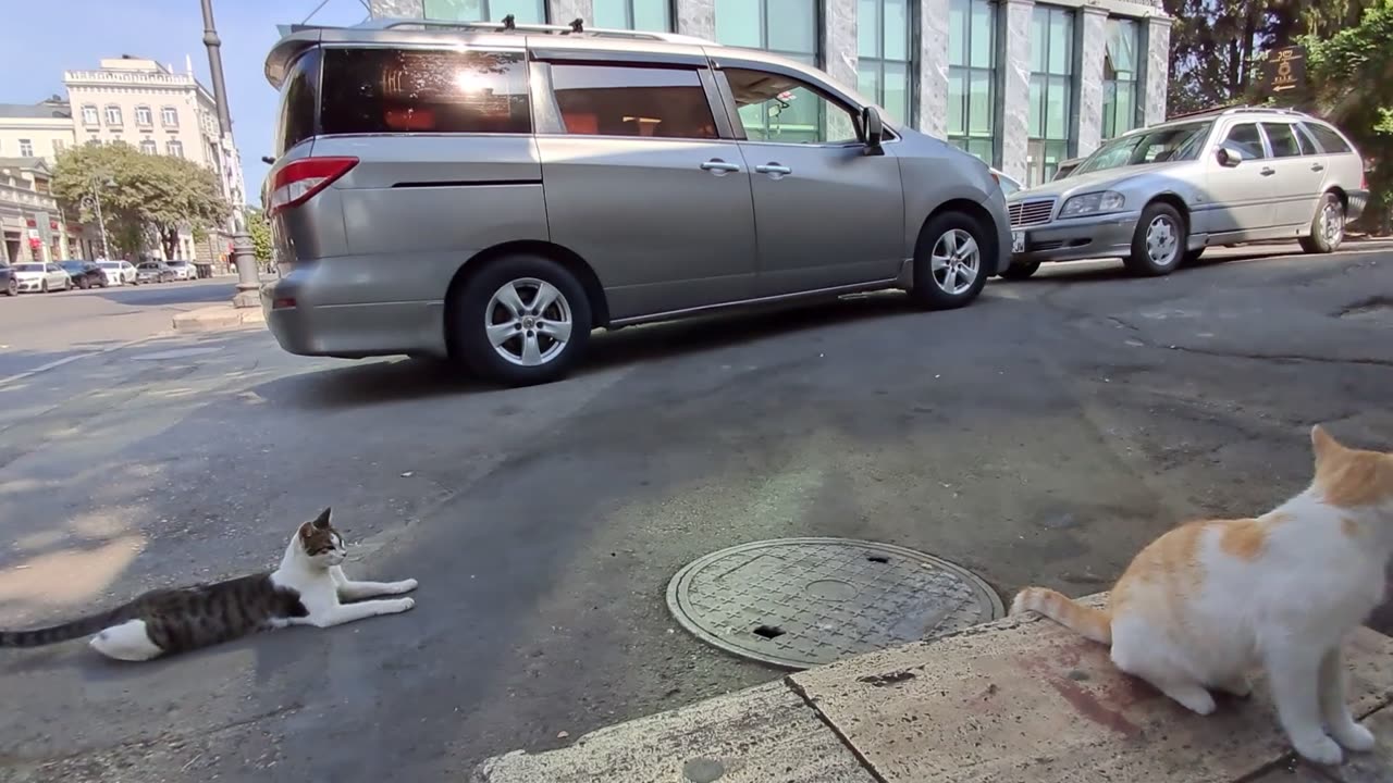 Leaf Hunters & Sidewalk Lovers: A Street Cat Romance