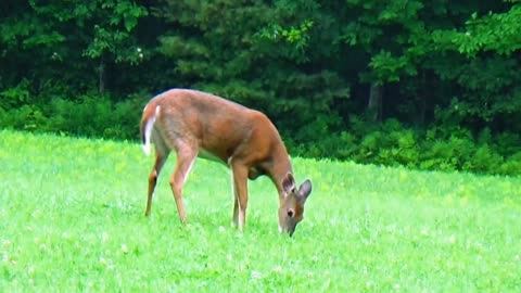 White-tailed deer