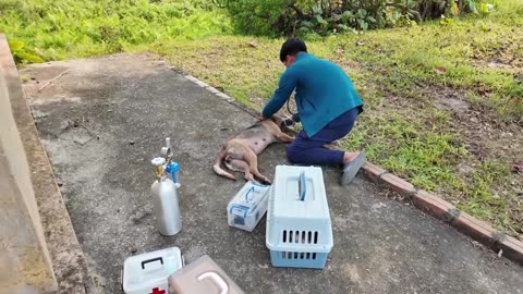 🆘 The dog got sick with two puppies… what happened next will touch your heart 💔🐾