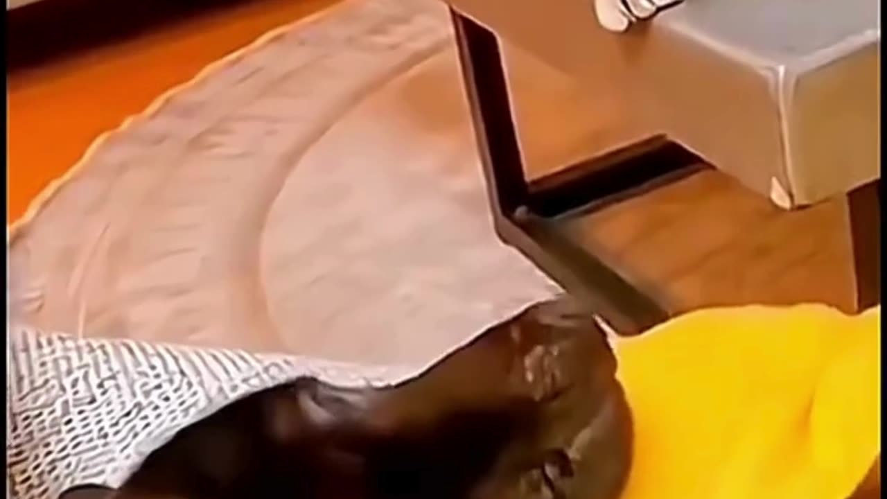 FUNNY ANIMAL COMPILATIONS - PART 78