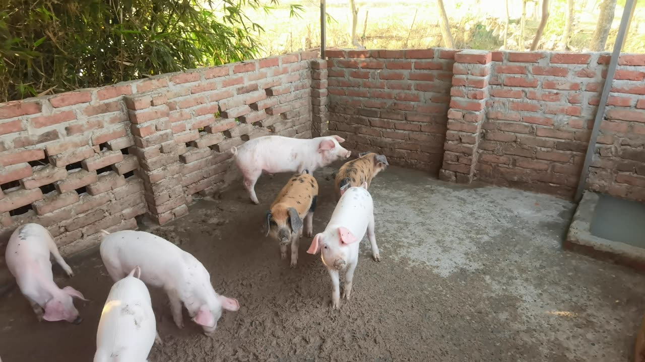 come to enjoy video from pigfram