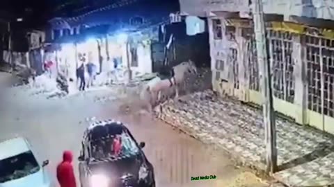 LUCKILY THE HORSE LOOKED ALRIGHT - IF A HORSE BREAK A LEG IT WILL BE KILLED ALWAYS FUCK THAT
