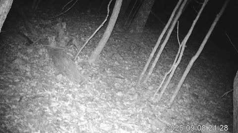 A Coyote