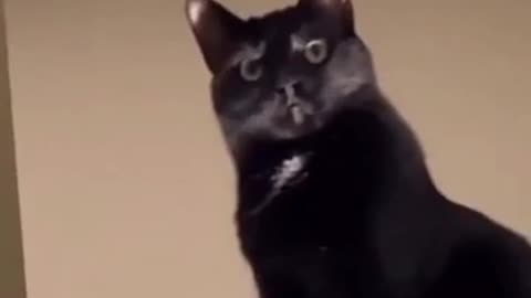 Black cat behaviour